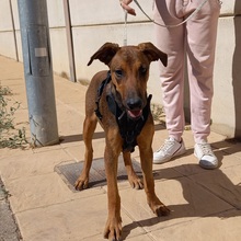 MUCHACHA, Hund, Mischlingshund in Spanien - Bild 19