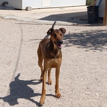 MUCHACHA, Hund, Mischlingshund in Spanien - Bild 2