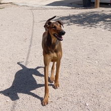 MUCHACHA, Hund, Mischlingshund in Spanien - Bild 3