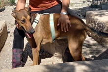 MUCHACHA, Hund, Mischlingshund in Spanien - Bild 4