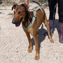 MUCHACHA, Hund, Mischlingshund in Spanien - Bild 5