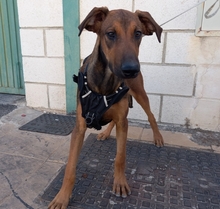 MUCHACHA, Hund, Mischlingshund in Spanien - Bild 6