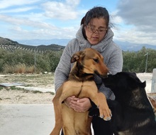 MUCHACHA, Hund, Mischlingshund in Spanien - Bild 7