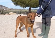MUCHACHA, Hund, Mischlingshund in Spanien - Bild 8