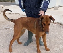 MUCHACHA, Hund, Mischlingshund in Spanien - Bild 9