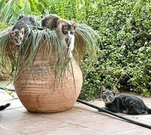 MELODY, Katze, Europäisch Kurzhaar in Spanien - Bild 10