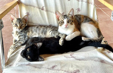 MELODY, Katze, Europäisch Kurzhaar in Spanien - Bild 11