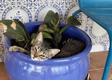 MELODY, Katze, Europäisch Kurzhaar in Spanien - Bild 2