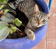 MELODY, Katze, Europäisch Kurzhaar in Spanien - Bild 3
