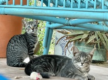 MELODY, Katze, Europäisch Kurzhaar in Spanien - Bild 5