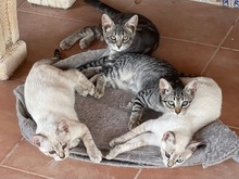 MELODY, Katze, Europäisch Kurzhaar in Spanien - Bild 6