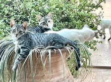 MELODY, Katze, Europäisch Kurzhaar in Spanien - Bild 7