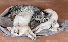 MELODY, Katze, Europäisch Kurzhaar in Spanien - Bild 8