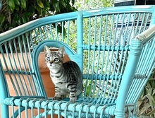 MELODY, Katze, Europäisch Kurzhaar in Spanien - Bild 9