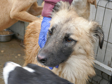 BRAD, Hund, Mischlingshund in Rumänien - Bild 2
