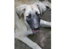 BRAD, Hund, Mischlingshund in Rumänien - Bild 6