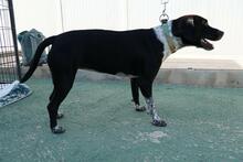 SHILA, Hund, Mischlingshund in Werne - Bild 2