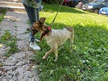 ROCKY, Hund, Mischlingshund in Bulgarien - Bild 2