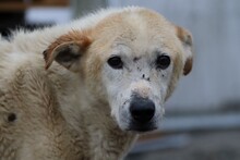 MERO, Hund, Golden-Retriever-Mix in Rumänien