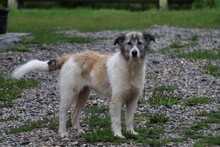 DIANA, Hund, Collie-Mix in Rumänien - Bild 1