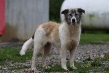 DIANA, Hund, Collie-Mix in Rumänien - Bild 3