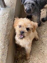 TEEBOO, Hund, Mischlingshund in Ungarn
