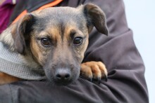 JAVIS, Hund, Chihuahua-Dackel-Mix in Rumänien