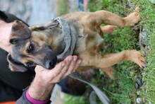 JAVIS, Hund, Chihuahua-Dackel-Mix in Rumänien - Bild 2