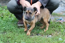 JAVIS, Hund, Chihuahua-Dackel-Mix in Rumänien - Bild 4