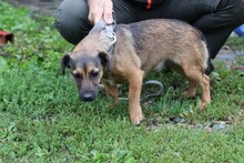 JAVIS, Hund, Chihuahua-Dackel-Mix in Rumänien - Bild 5