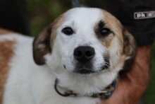 BERRY, Hund, Mix in Rumänien