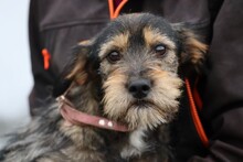 SCOOBIE, Hund, Yorkshire-Terrier-Mix in Rumänien