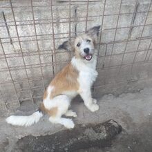 LUISA, Hund, Mischlingshund in Italien