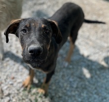 LEIF, Hund, Mischlingshund in Griechenland - Bild 12