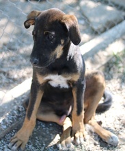 LEIF, Hund, Mischlingshund in Griechenland - Bild 18