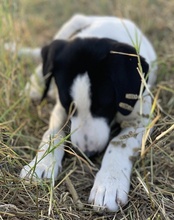 RICO, Hund, Mischlingshund in Griechenland - Bild 10