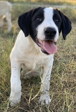 RICO, Hund, Mischlingshund in Griechenland - Bild 11