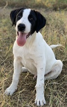 RICO, Hund, Mischlingshund in Griechenland - Bild 14