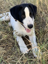 RICO, Hund, Mischlingshund in Griechenland - Bild 16