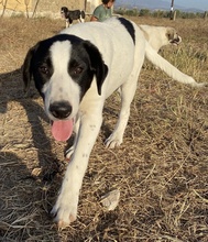 RICO, Hund, Mischlingshund in Griechenland - Bild 19