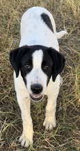 RICO, Hund, Mischlingshund in Griechenland - Bild 2