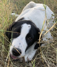 RICO, Hund, Mischlingshund in Griechenland - Bild 22