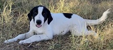 RICO, Hund, Mischlingshund in Griechenland - Bild 25