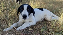 RICO, Hund, Mischlingshund in Griechenland - Bild 27