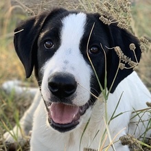 RICO, Hund, Mischlingshund in Griechenland - Bild 29
