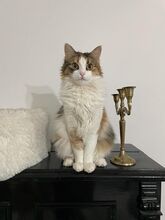 TRICYASTRA, Katze, Hauskatze in Rumänien - Bild 5