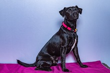 CACAUO, Hund, Patterdale Terrier in Spanien - Bild 11