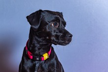 CACAUO, Hund, Patterdale Terrier in Spanien - Bild 2