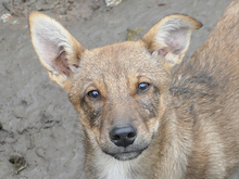 FLICUS, Hund, Mischlingshund in Rumänien