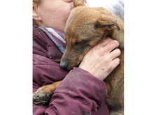 FLICUS, Hund, Mischlingshund in Rumänien - Bild 3